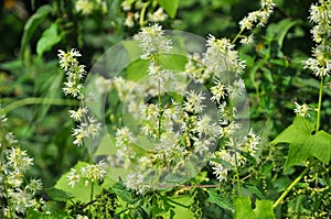 In the wild echinocystis lobata grows
