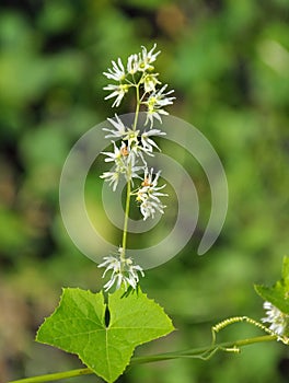 In the wild echinocystis lobata grows
