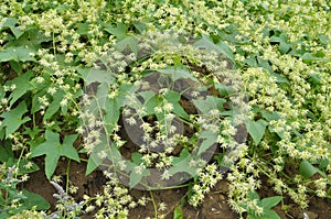 In the wild echinocystis lobata grows