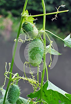 In the wild echinocystis lobata grows
