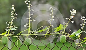 In the wild echinocystis lobata grows