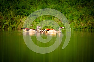 Summer Egyptian Goose (Alopochen aegyptiacus