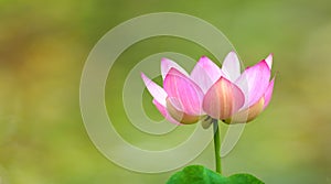 Summer elegance, blooming lotus blossom