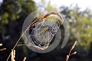 Summer end spider web in morning light