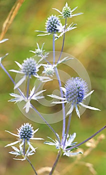 Eryngium planum grows in nature
