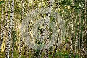 Birch grove