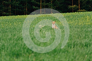 Summer evening. Fox stands in the middle of the field and looks at the camera. Charmer.
