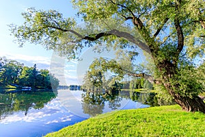 Summer evening in the Park with a lake. Summer landscape. nature of Russia. Well-maintained Park. Evening smoothness. The