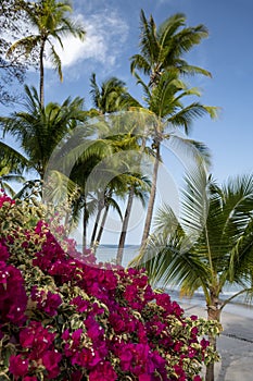 Summer evening by the sea shore photo