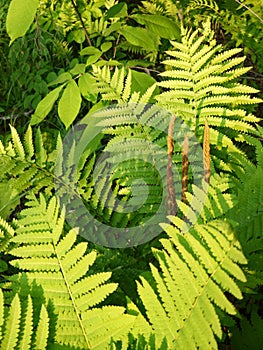 Summer: evening sunlit ferns