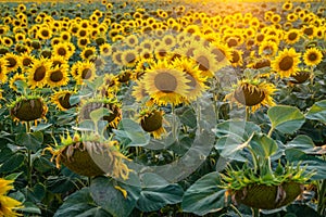 Summer Evening with Vivid Sunflower Field