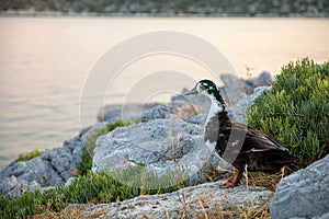 Summer evening wild duck walking by the sea in a natural living environment on the coast of the Agistri island, Saronic gulf,