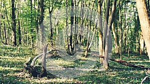 Summer evolved young forest