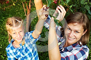 Summer family picking cherry from tree.