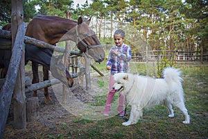 In summer  on the farm  a girl feeds a horse with a foal  and a Samoyed dog stands next to her