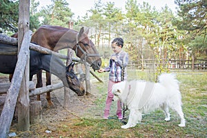 In summer  on the farm  a girl feeds a horse with a foal  and a Samoyed dog stands next to her