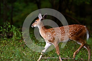 Summer Fawn 5