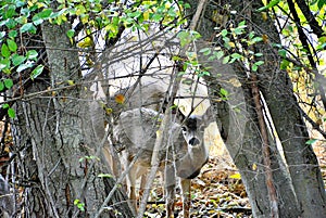 Summer fawn peeking through the trees