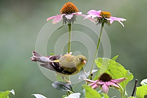 Summer Female Goldfinch Perching