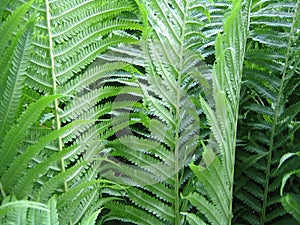 Summer Ferns