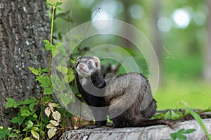 A summer ferret walks in the park in the summer.