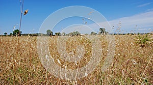 Summer field