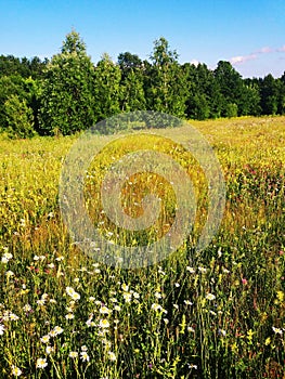 Summer field in Bashkiria