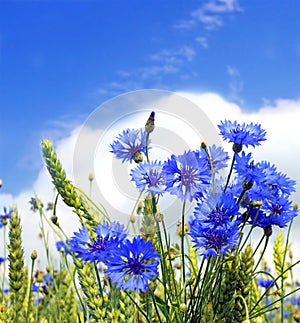 Summer field from blue cornflower photo