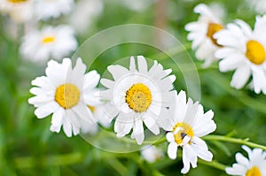 Summer Field of daisy flowers