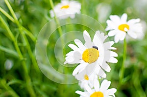 Summer Field of daisy flowers