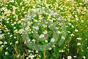 Summer field of daisy flowers