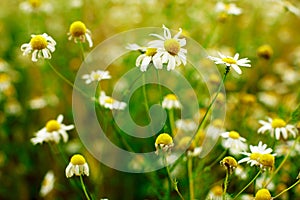 Summer field of daisy flowers