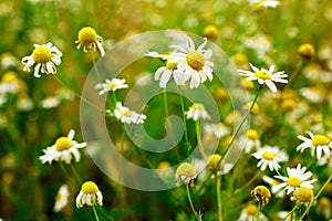 Summer field of daisy flowers