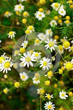 Summer field of daisy flowers