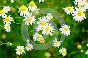 Summer field of daisy flowers