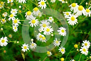 Summer field of daisy flowers