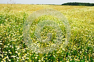 Summer field of daisy flowers