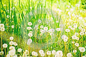 Summer field. Dandelion field. spring background with white dandelions. Seeds. Fluffy dandelion flower against the