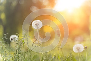 Summer field of dandelions and green grass under the warm evening sun. Nature, meadow, tranquility concept.