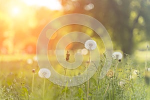 Summer field of dandelions and green grass under the warm evening sun. Nature, meadow, tranquility concept.