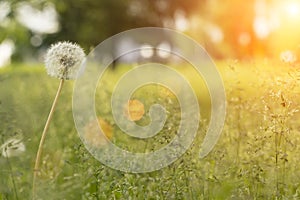 Summer field of dandelions and green grass under the warm evening sun. Nature, meadow, tranquility concept.