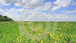 Summer field with delicate yellow flowers swaying in wind