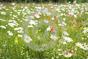 Summer field full of white flower