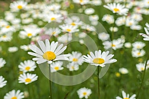 Summer field full of white flower