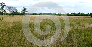Summer field with grass and forest