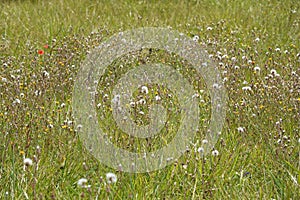 Summer field with grass and forest