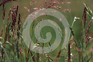 A summer field with grasses