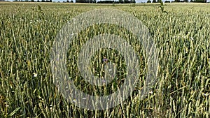 Summer field with growing plants of cereals