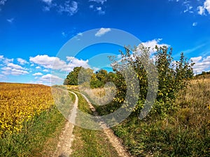 Summer field landscape. Country road in the field, trees on the horizon. Bright summer blue sky with white clouds