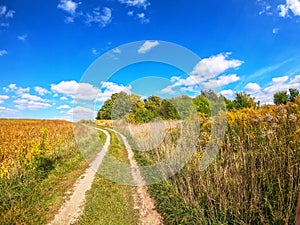 Summer field landscape. Country road in the field, trees on the horizon. Bright summer blue sky with white clouds